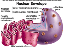 The Nucleus - Biology- Cells!